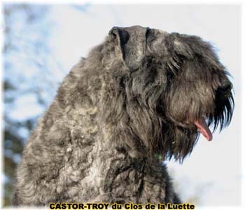 bouvier des flandres du clos de la luette - copyright d&eacute;pos&eacute;